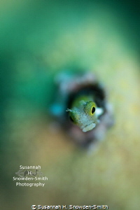 "Oscar The Grouch" - A secretary blenny peers out of its ... by Susannah H. Snowden-Smith 